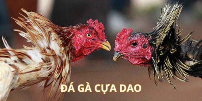 Khái quát chung sơ qua về đá gà cựa dao