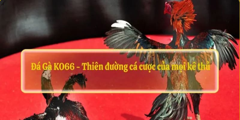 Đá Gà Cựa Dao KO66 - Sảnh Game Đáng Thử Nhất Năm 2024