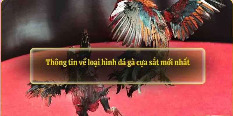 Giới thiệu một số thông tin cơ bản về đá gà cựa sắt
